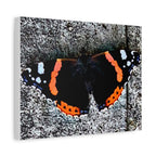 Wandbild Druck, Art.-Nr. T 00104 W