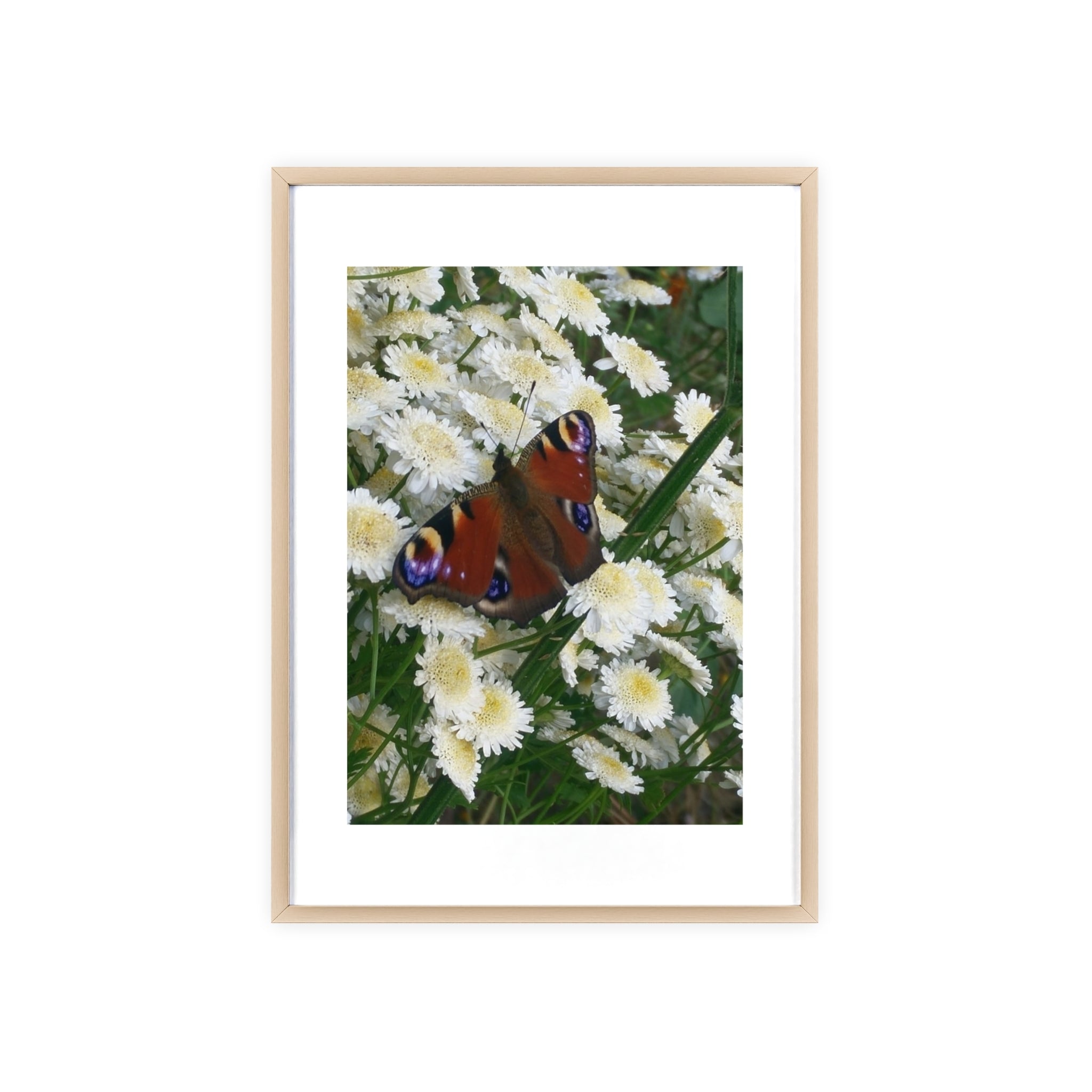 Posters with Wooden Frame