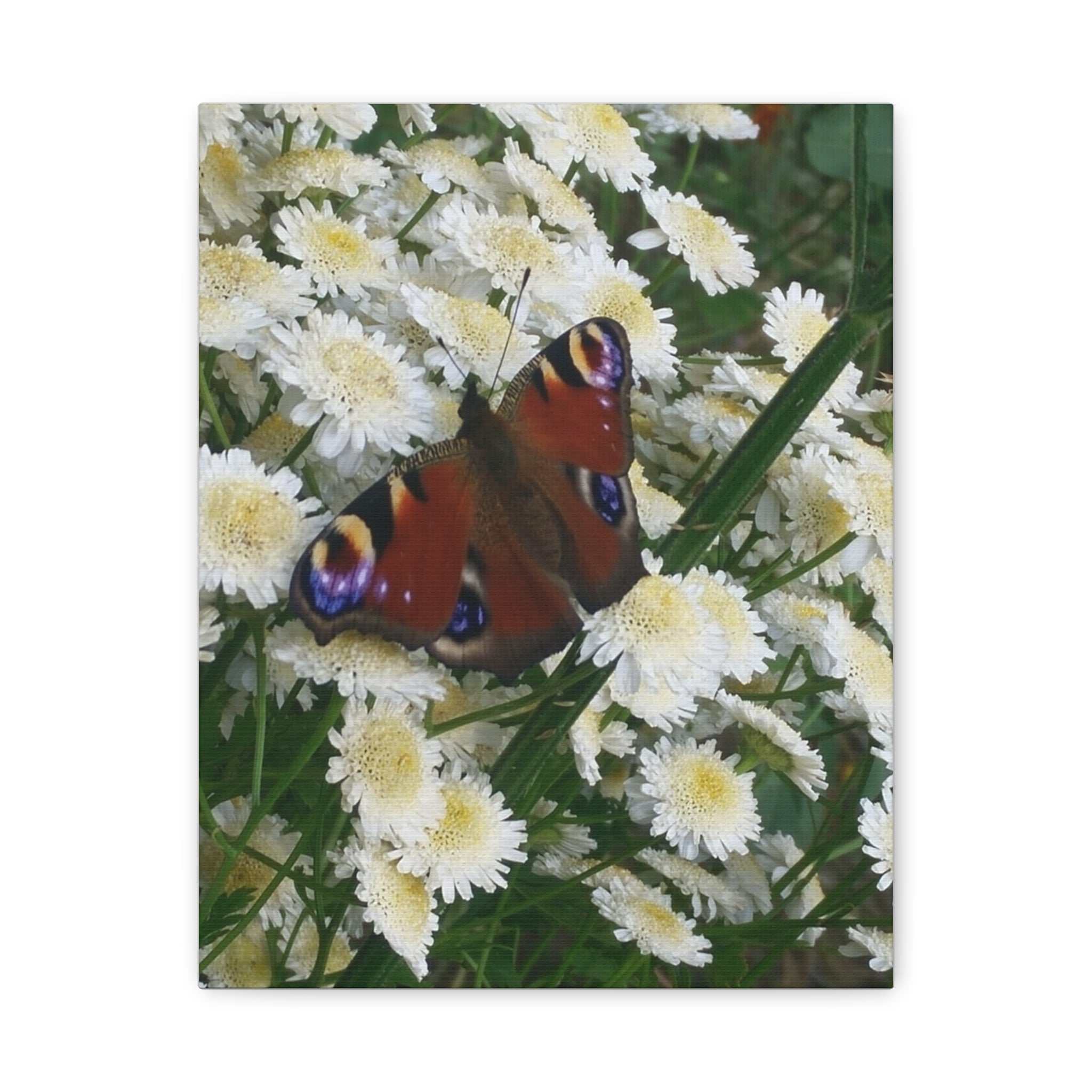 Wandbild Druck, Art.-Nr. T 00101 W