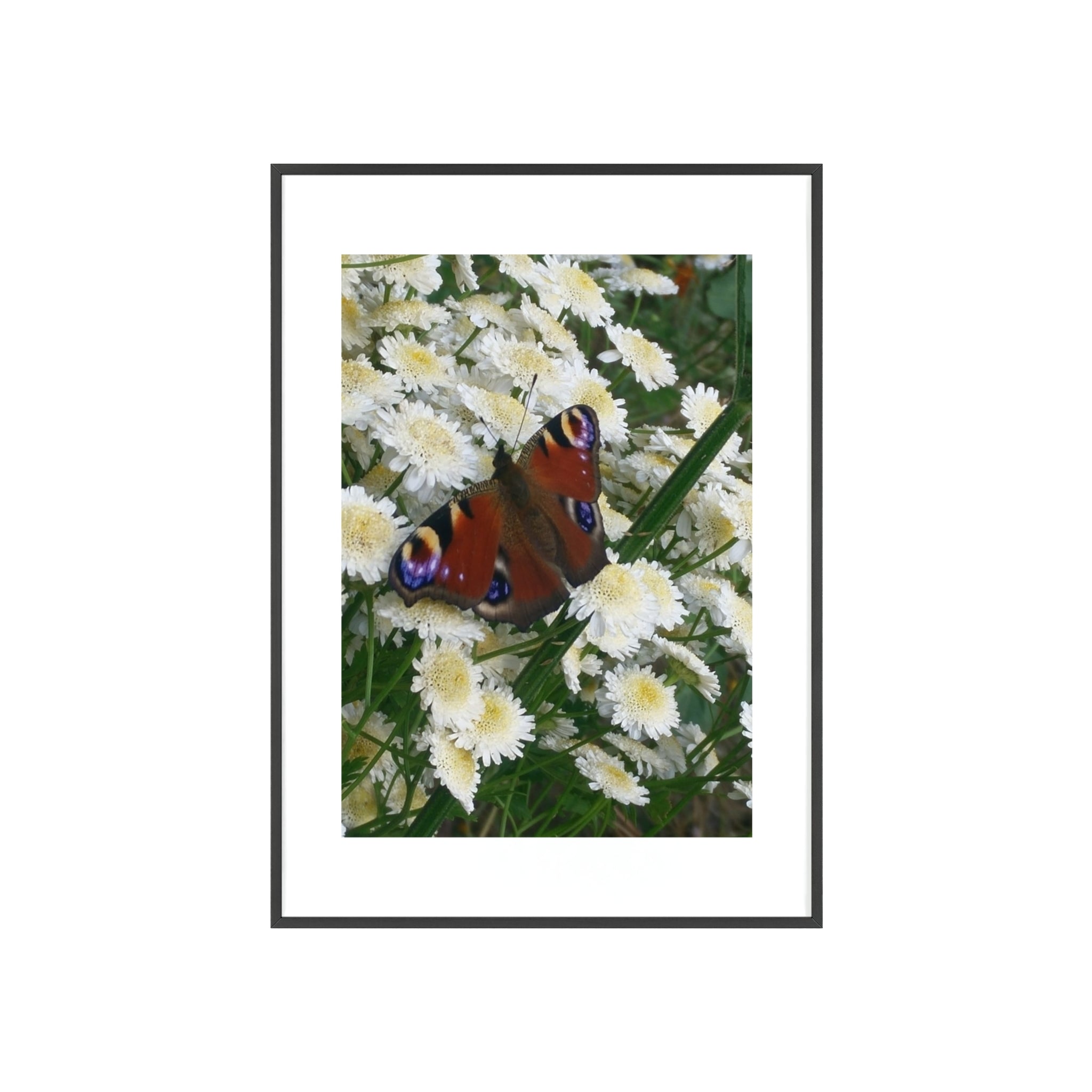 Posters with Wooden Frame