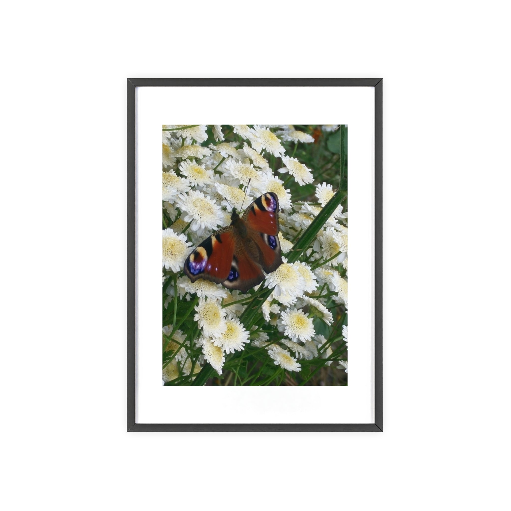 Posters with Wooden Frame