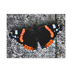 Wandbild Druck, Art.-Nr. T 00104 W