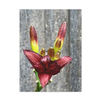 Wandbild Druck, Art.-Nr. NA 00132 W