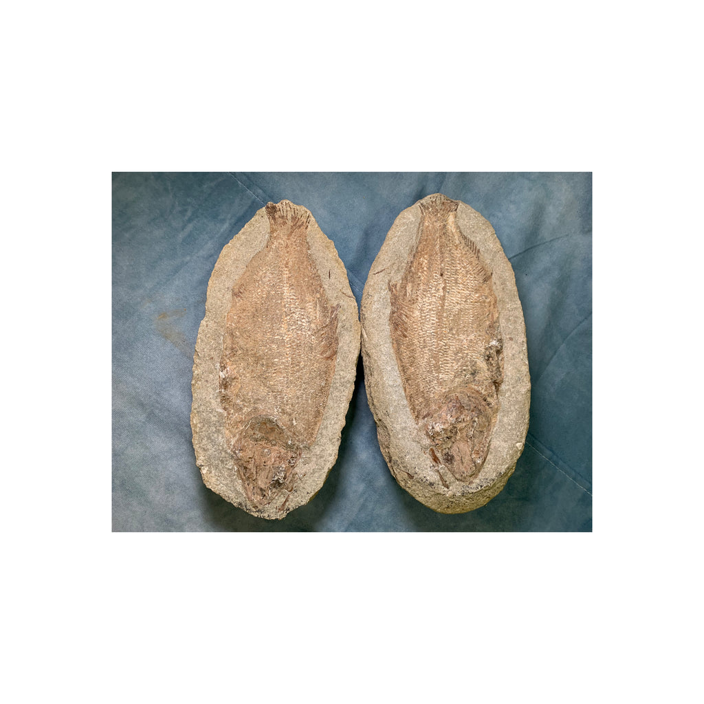 Doppelfossil Fisch Kurz