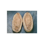 Doppelfossil Fisch Kurz