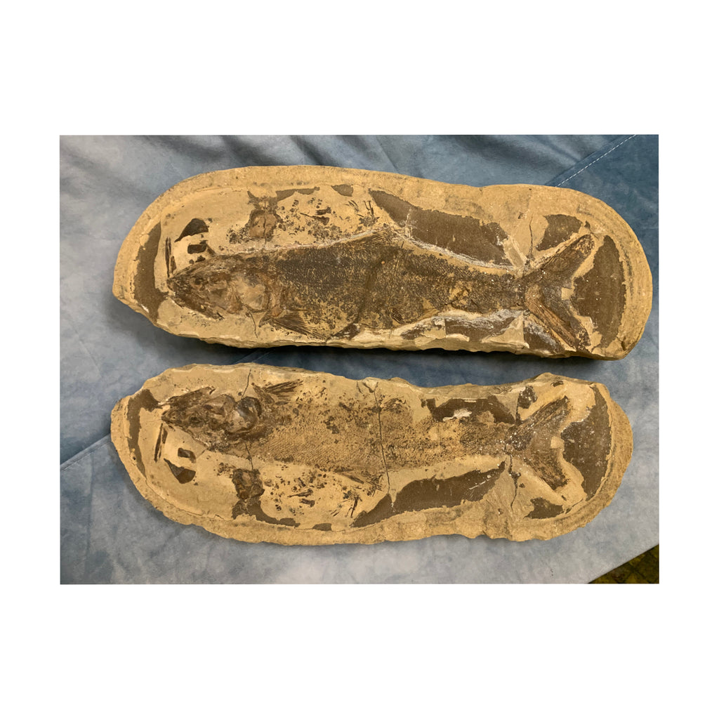 Doppelfossil Fisch Lang A