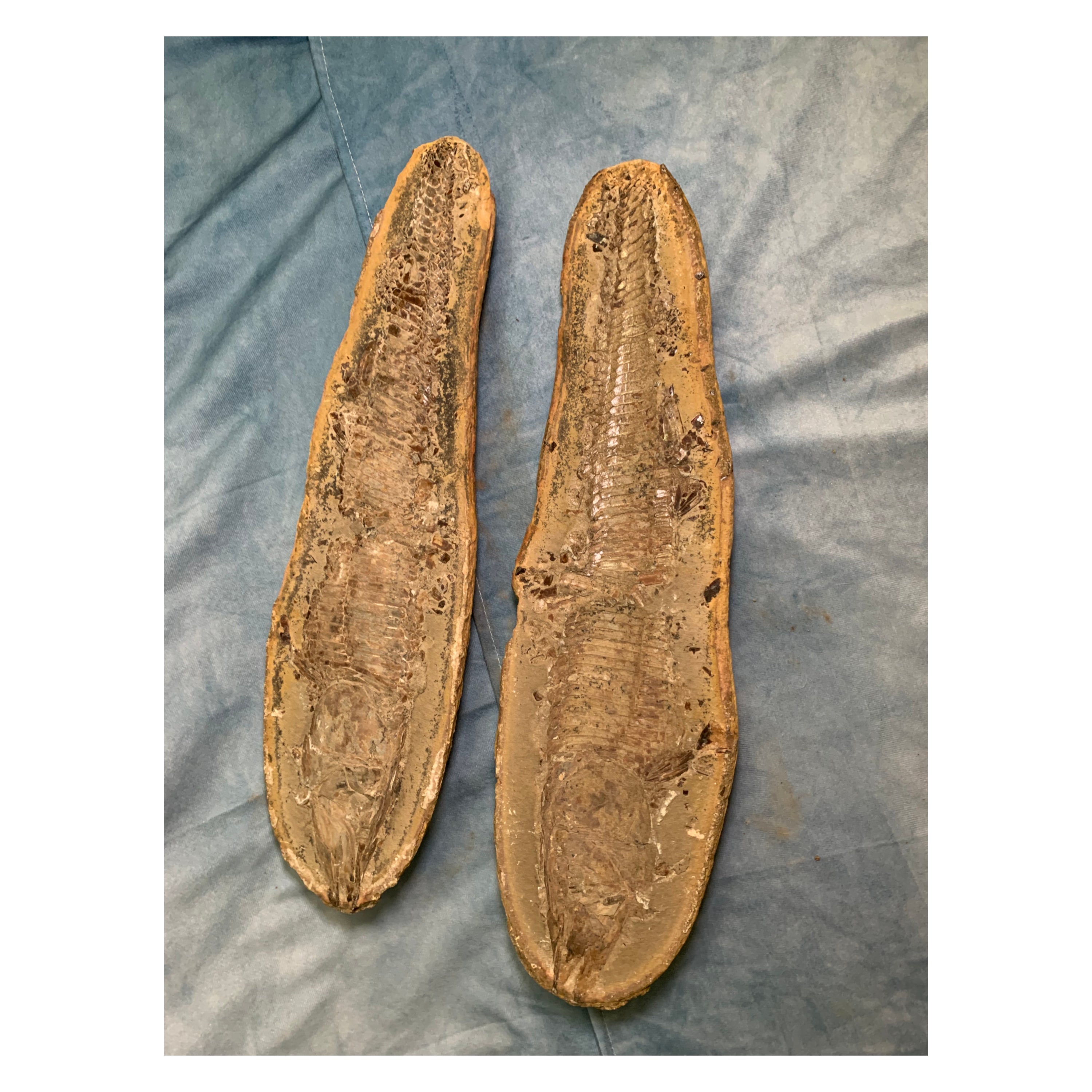 Doppelfossil Fisch Lang B